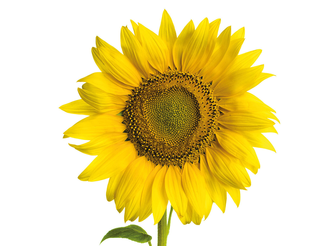 Close,Up,View,Of,The,Yellow,Sunflower