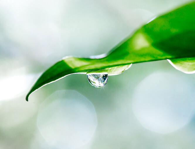 Water drops from the grass in the morning